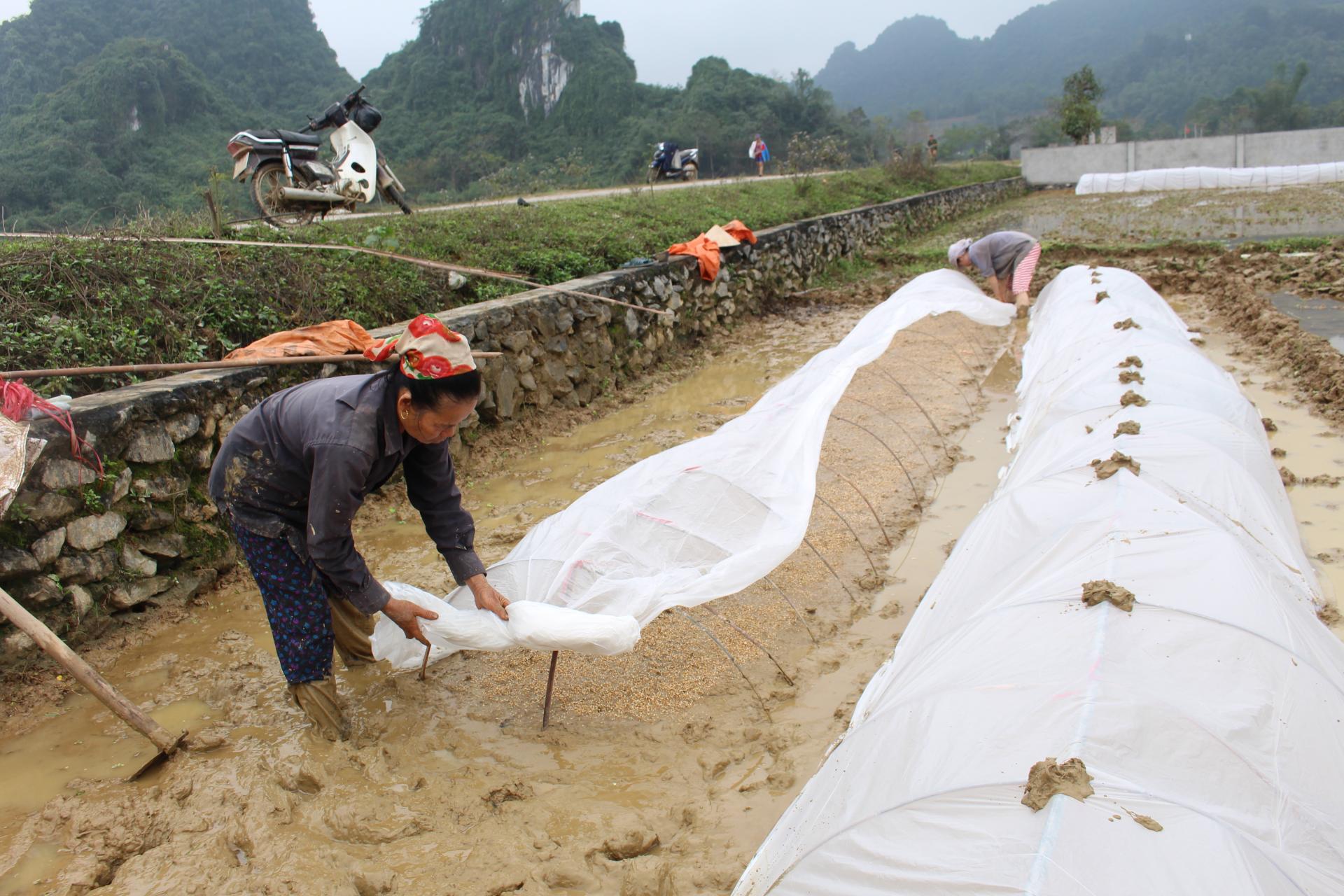 huyện Anh Sơn chỉ đạo các địa phương tuyên truyền tới bà con áp dụng biện pháp che phủ ni lông 100% diện tích